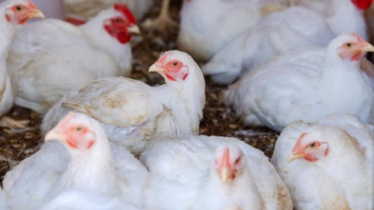 Preço da carne de frango vai cair por causa da gripe aviária? ministro responde