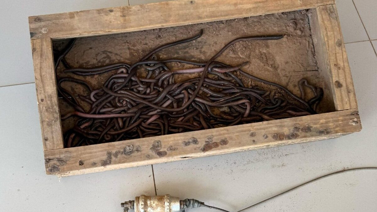 Homem é preso por extrair e comercializar minhocuçu, em Porangatu