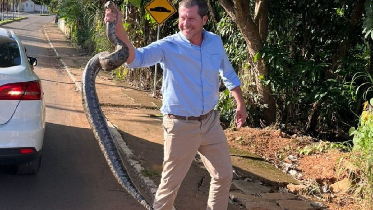 Prefeito pega cobra com as mãos em avenida de Campo Alegre de Goiás