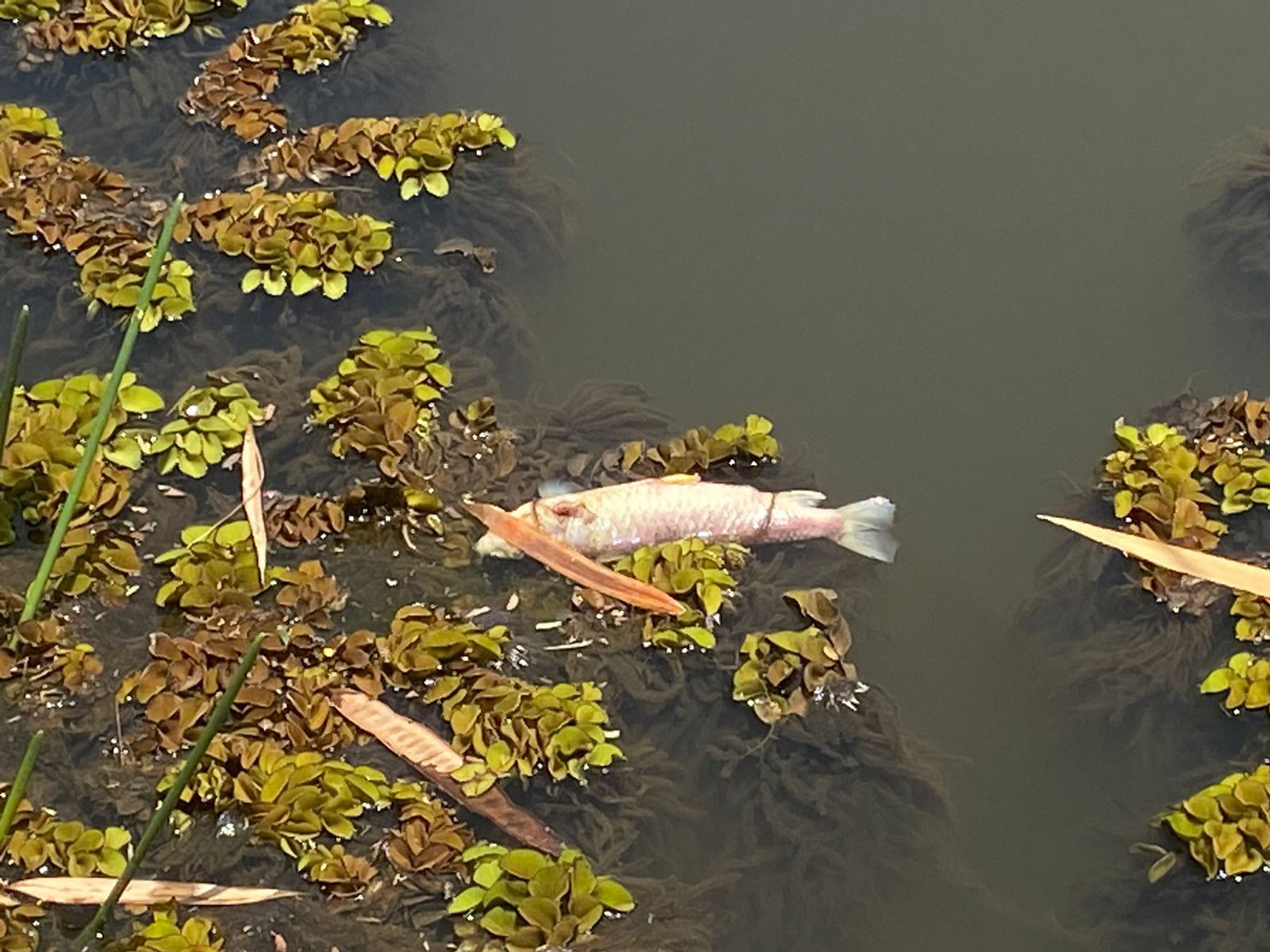 Lagoa do Negrinho Carrilho em alerta: por que os peixes estão morrendo?