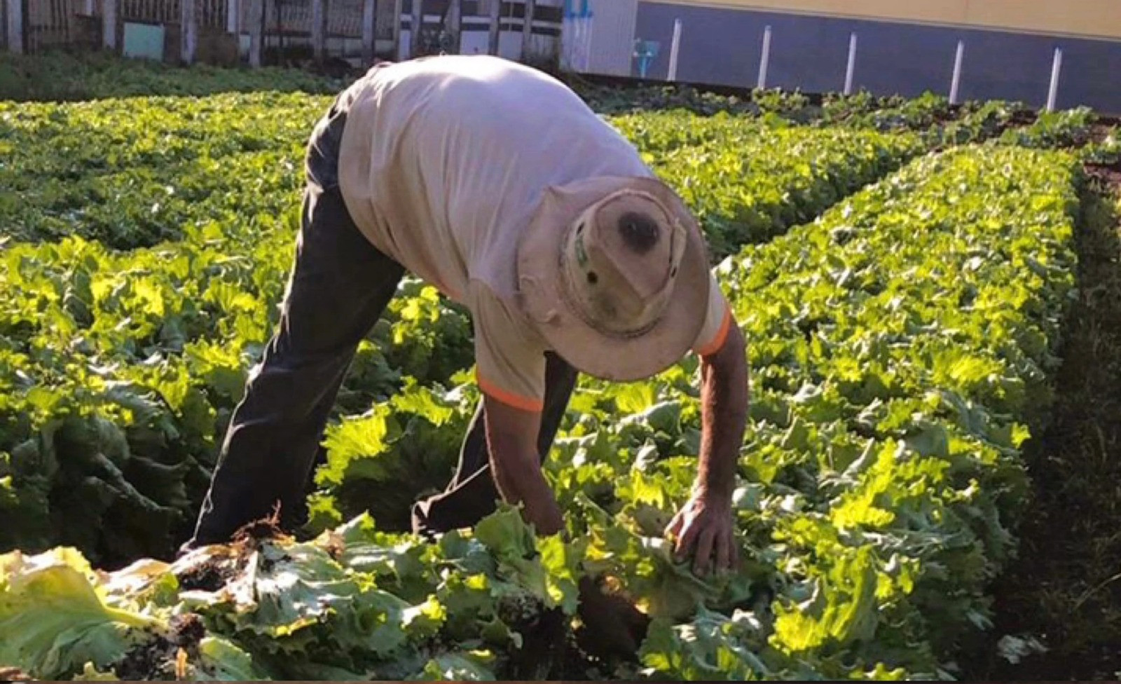 Horta comunitária de Jesúpolis beneficia mais de 500 famílias com alimentação saudável