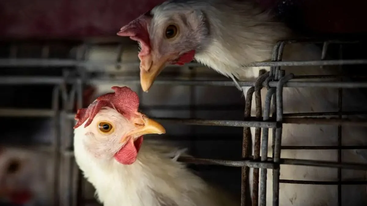Brasil se autodeclara livre da gripe aviária após etapa de isolamento