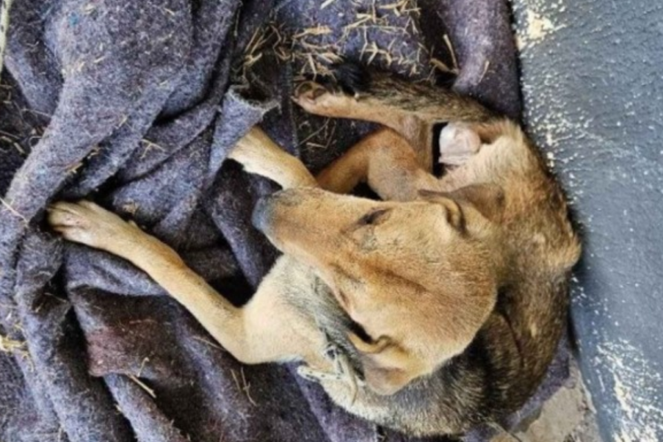 Cachorro leva socos de chutes do próprio tutor em hospital veterinário em Brasília
