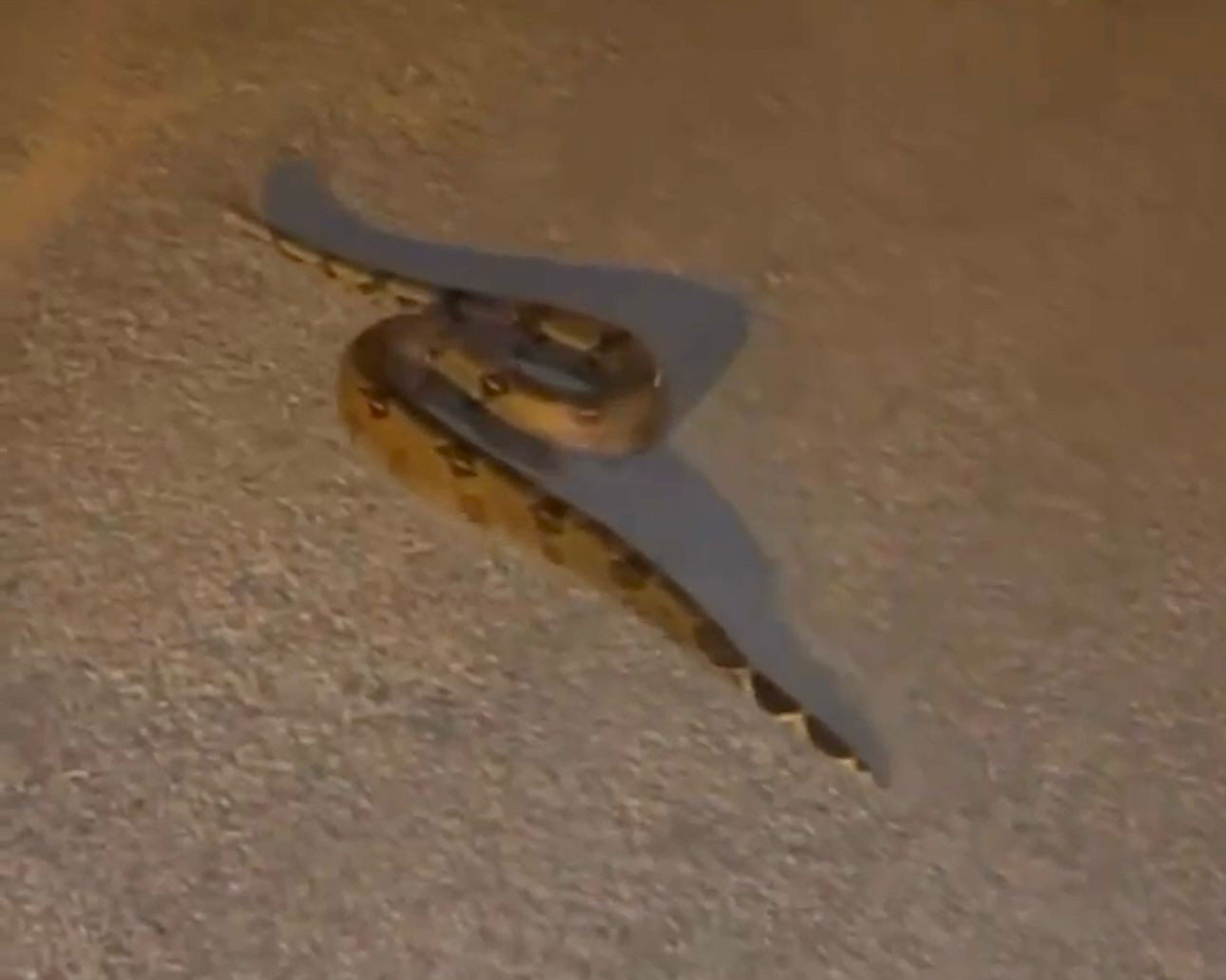 Cobra de grande porte é gravada atravessando rua no bairro Granville