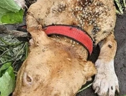 Homem é preso suspeito de deixar cachorro amarrado para morrer de fome