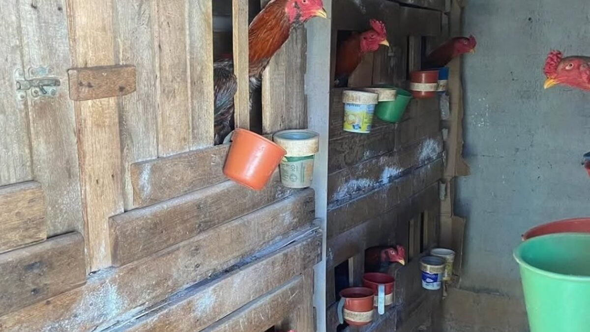 Polícia resgata galos usados em rinha e apreende drogas em Morrinhos