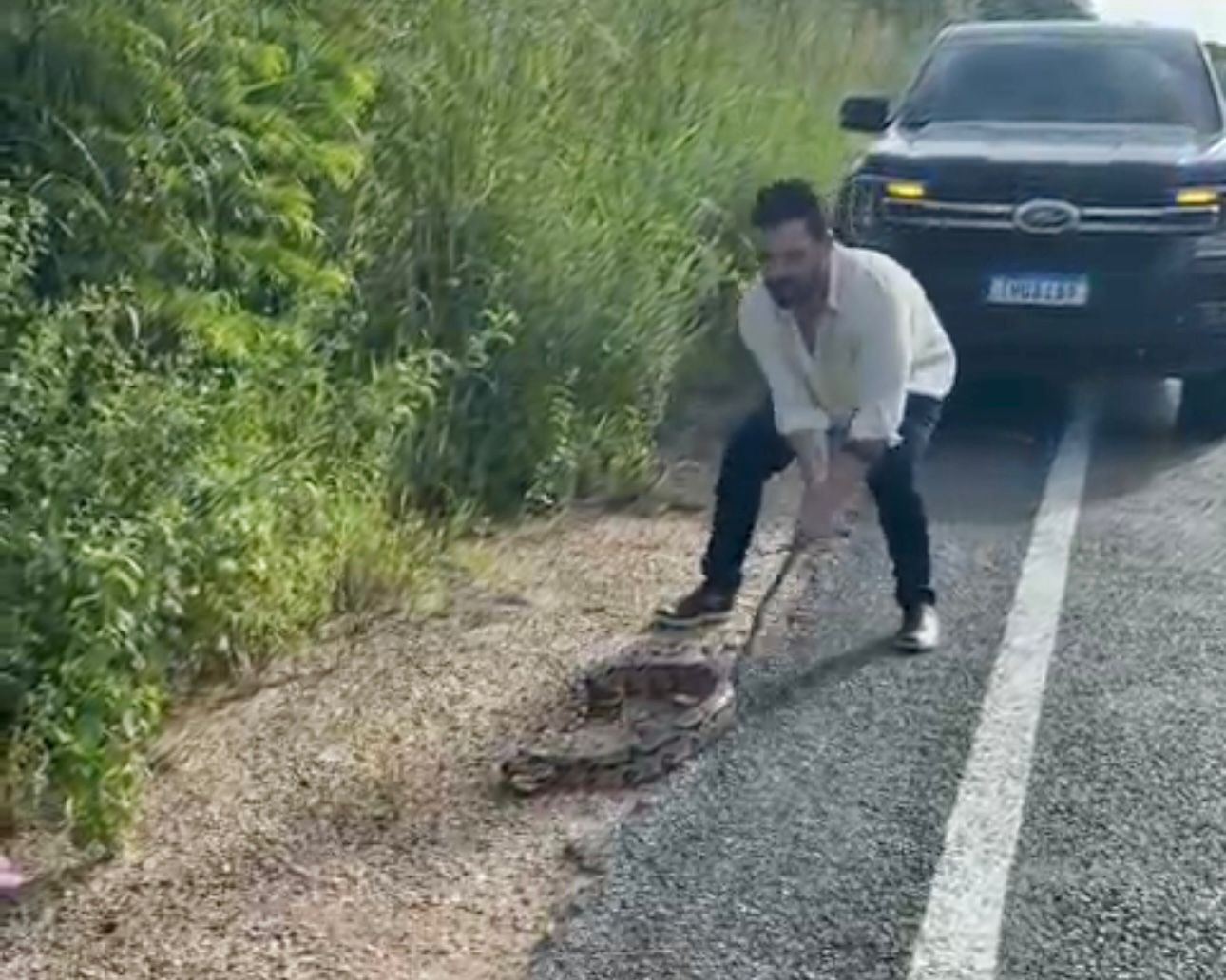 Motorista evita que jiboia seja atropelada em rodovia quando animal atravessava a pista