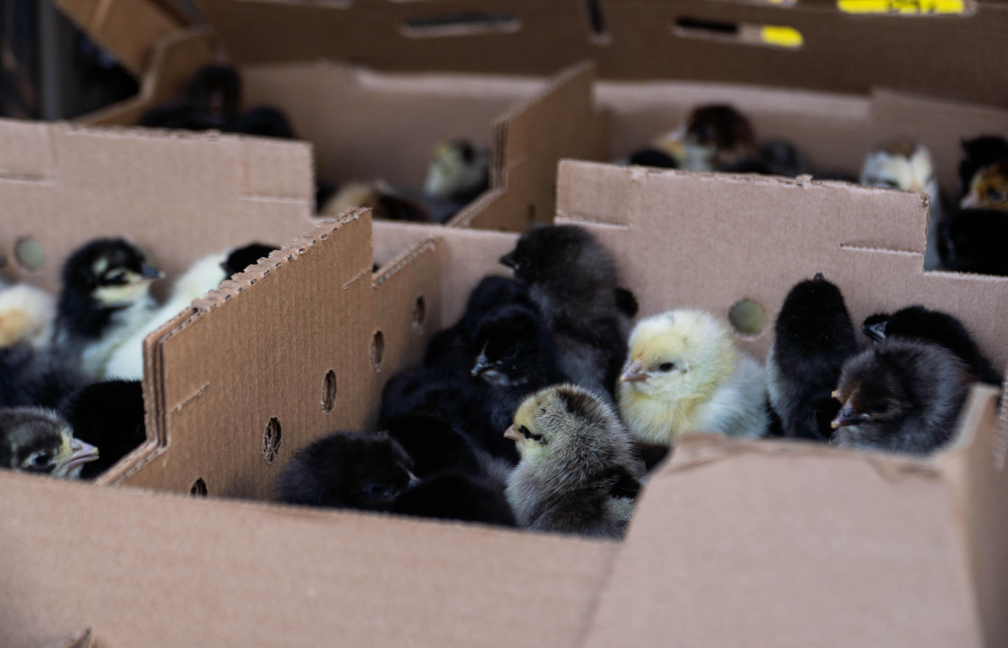 Renato distribui 2.400 pintinhos aos produtores rurais para fortalecer a produção de ovos em Goianésia