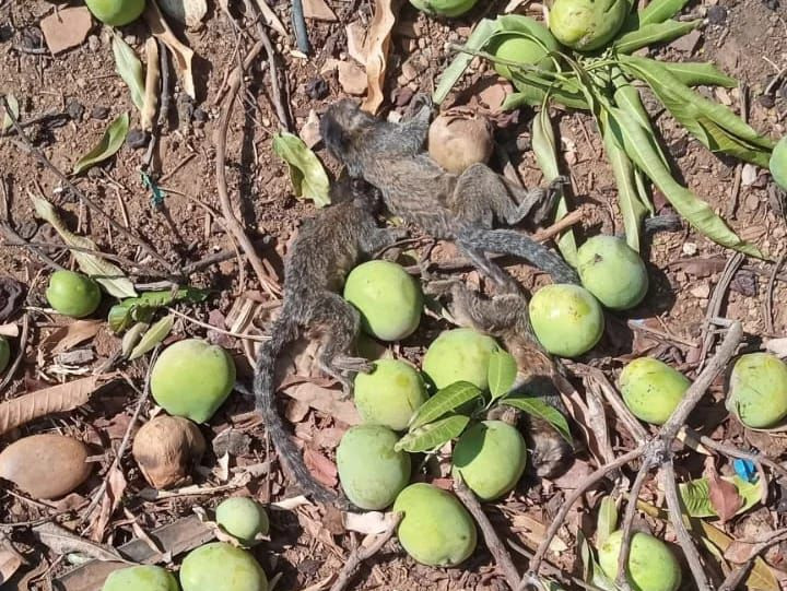 Polícia continua investigação sobre macacos encontrados mortos em Goianésia