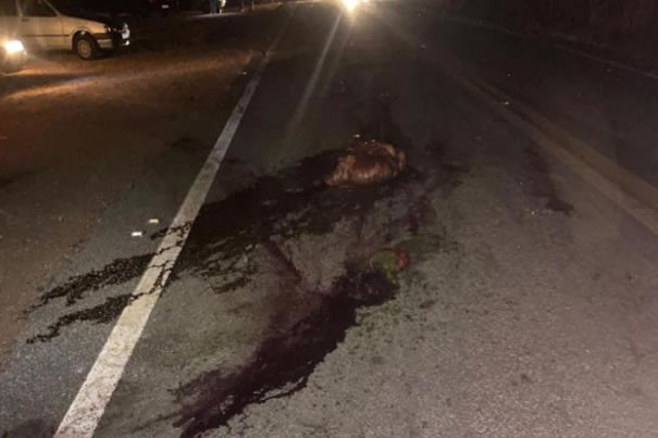 Carro atropela e mata cavalo deixando 5 pessoas feridas entre Vila Propício e Goianésia