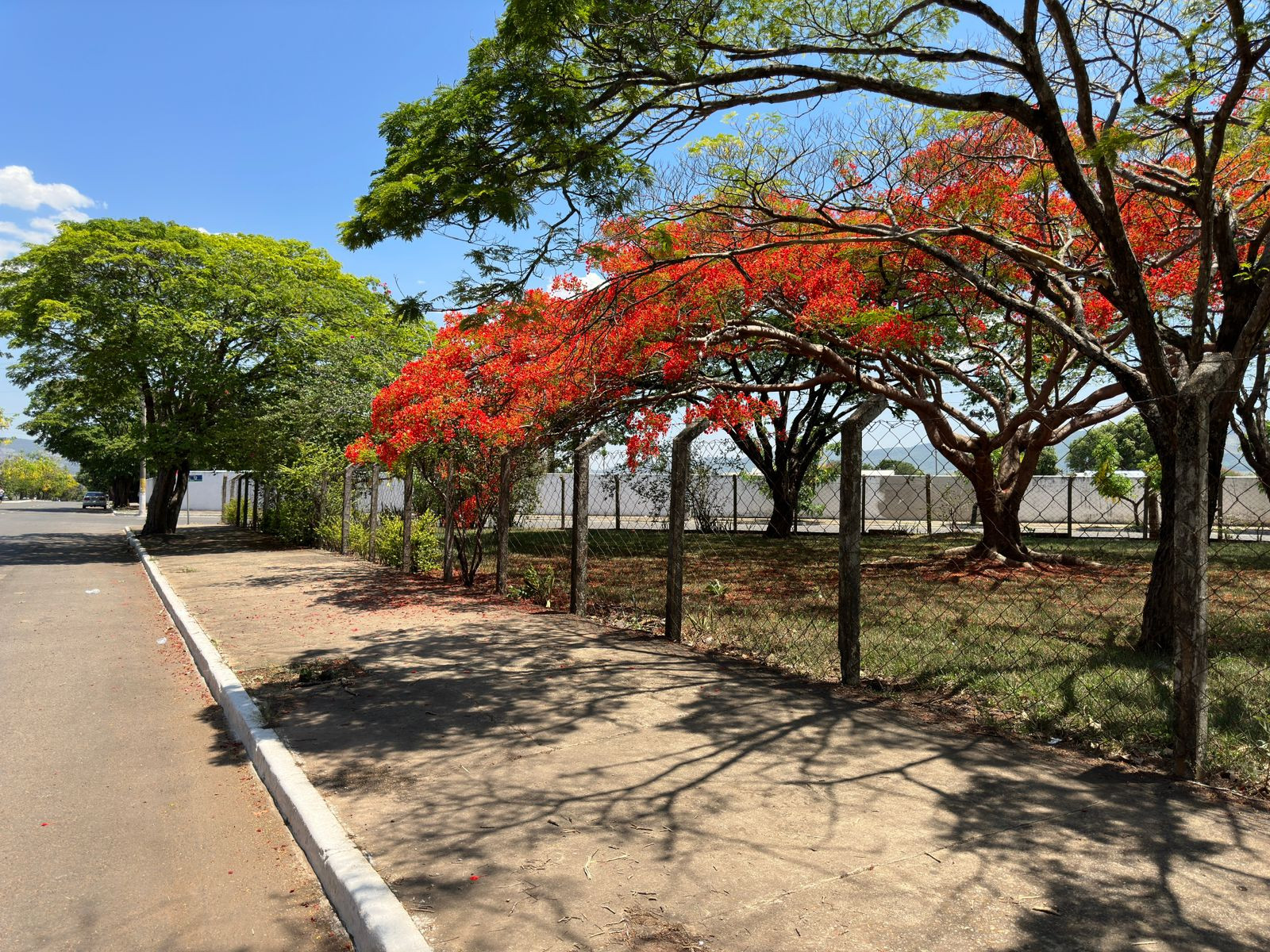 Primavera flamejante: flores do Flamboyant dão um show de beleza na cidade de Goianésia