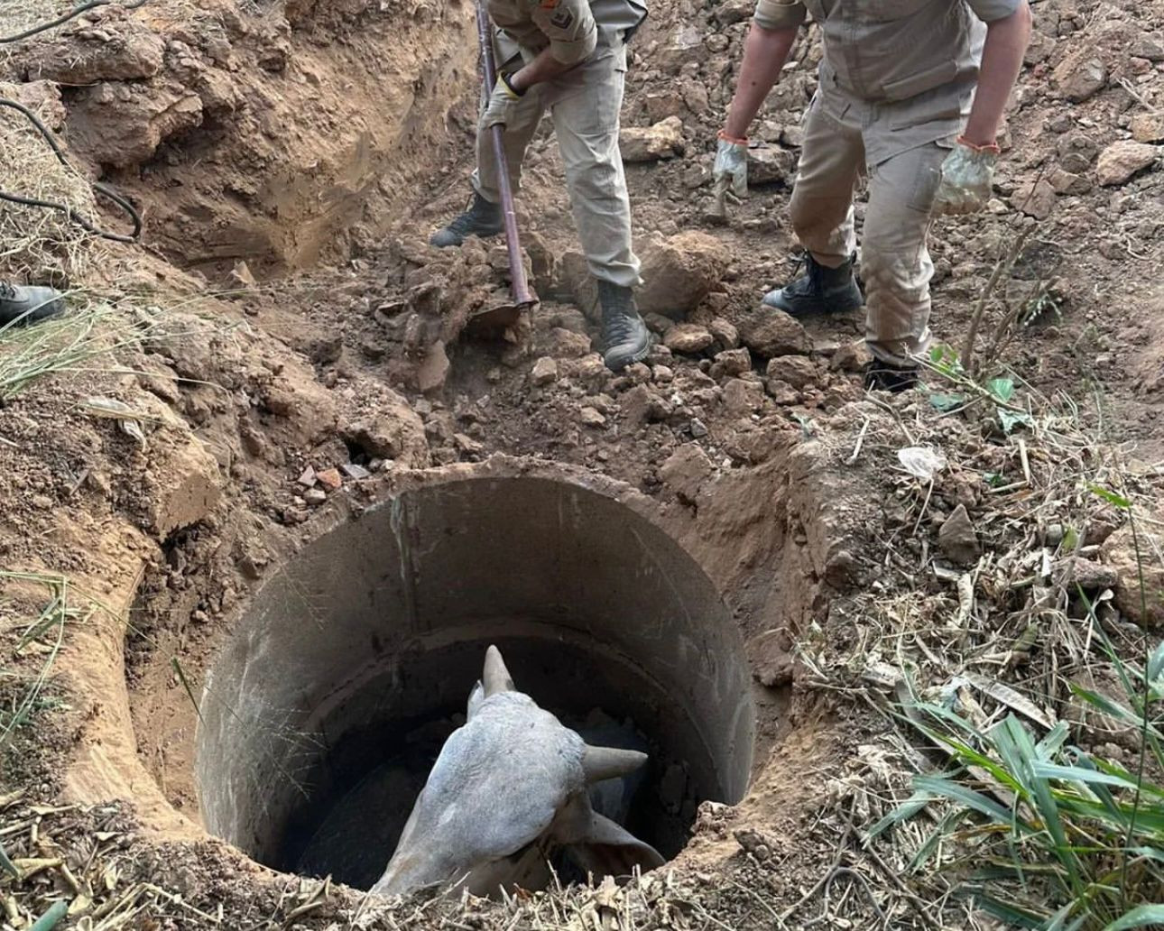 Bombeiros de Goianésia resgatam boi que ficou entalado em buraco na Avenida Contorno