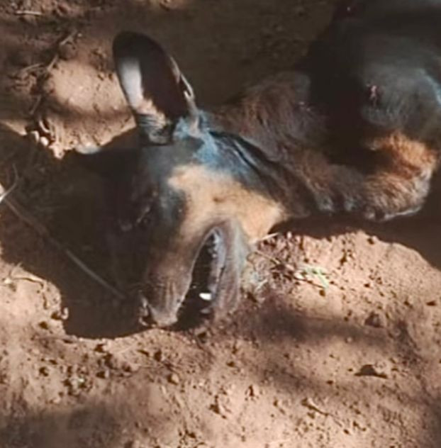 Bandidos invadem residência no bairro Carrilho em Goianésia, envenenam cães e deixam moradora em estado de choque