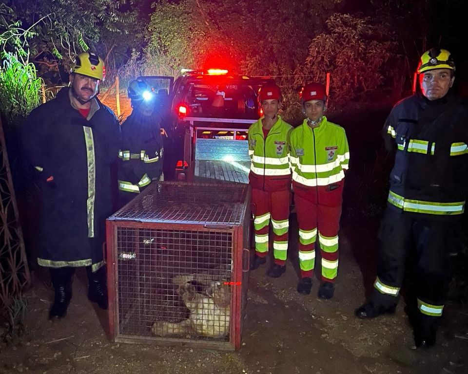 Onça é resgatada pelo Corpo de Bombeiros próximo ao trevo de Barro Alto