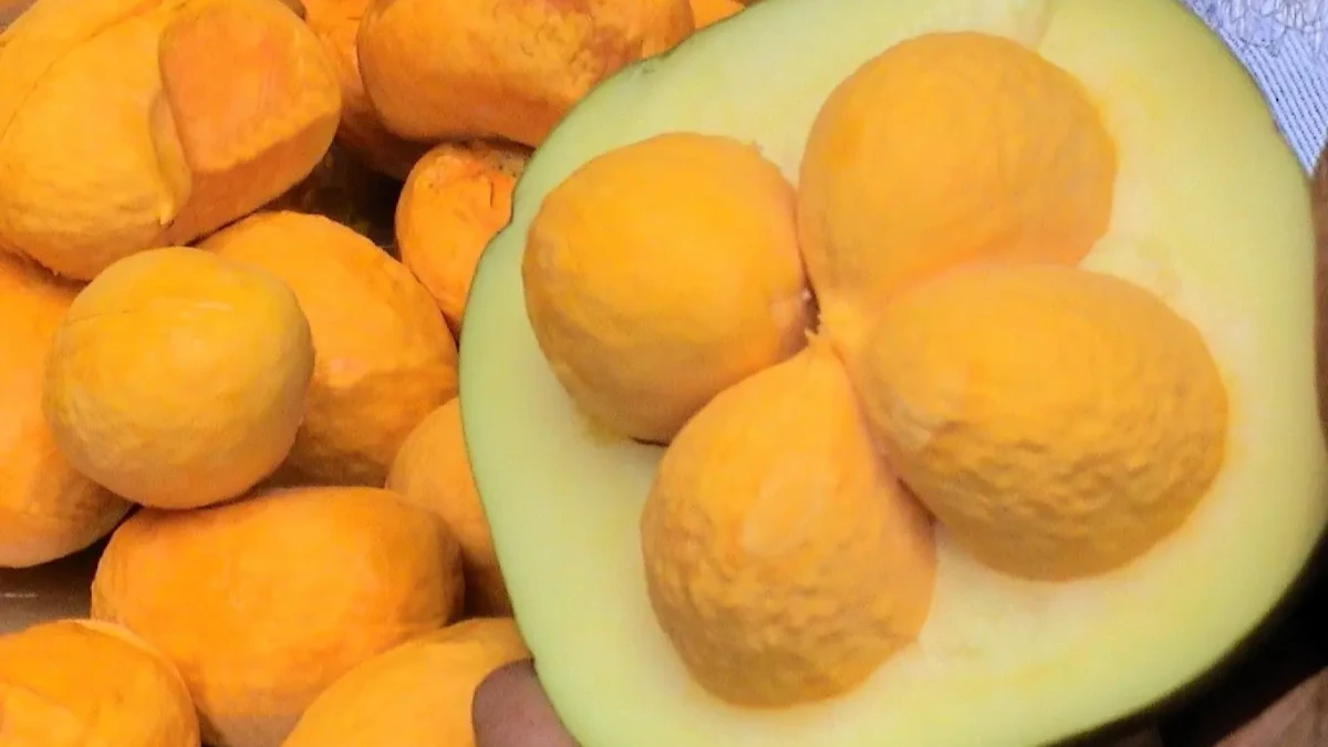 Goiás aposta no pequi sem espinho e transforma fruto do Cerrado em lavoura comercial