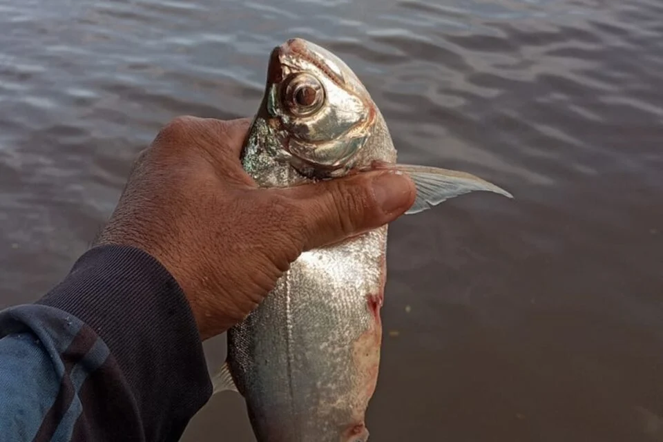 População denuncia e Semad investigará a morte de peixes no Rio Vermelho em Aruanã