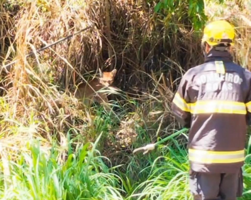 Bombeiros Militares de Uruaçu resgatam onça atropelada na GO-428