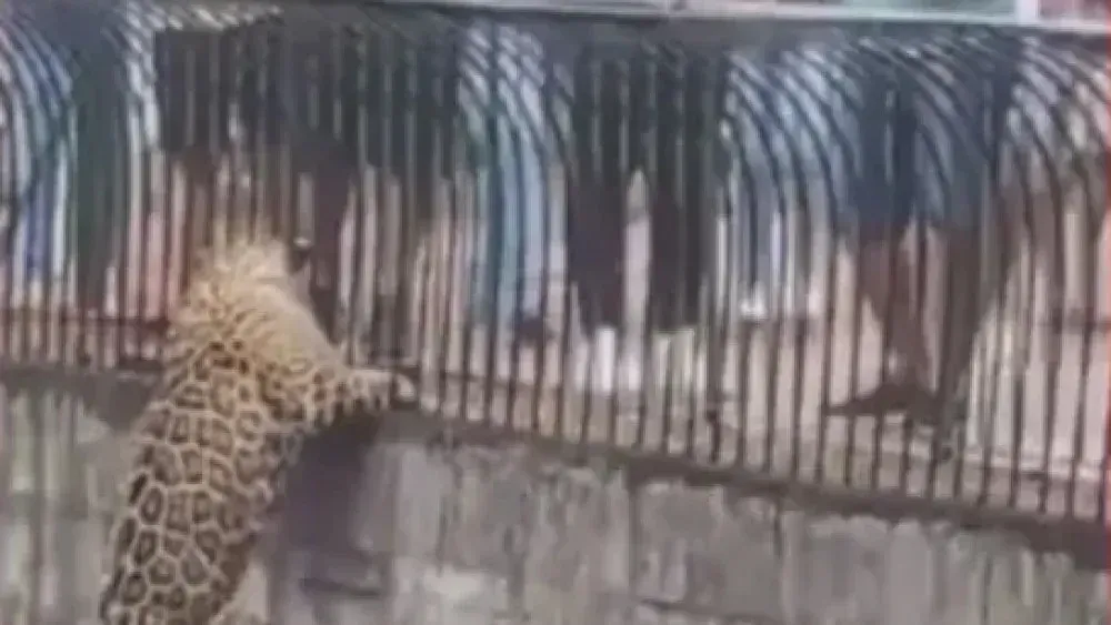 Onça chega perto do público a assusta visitantes de zoológico em Brasília