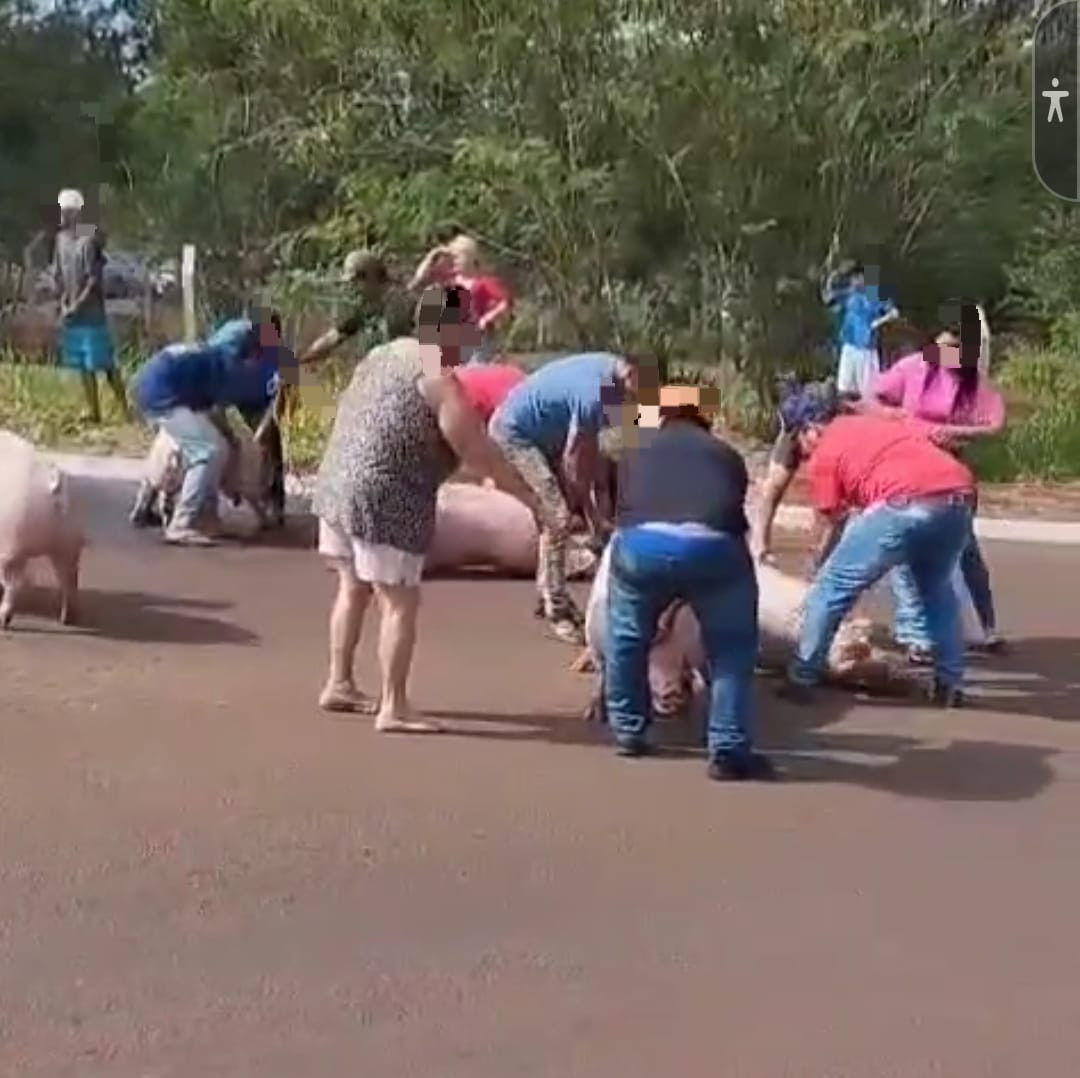 Porcos são saqueados vivos pela população após acidente em Mato Grosso do Sul