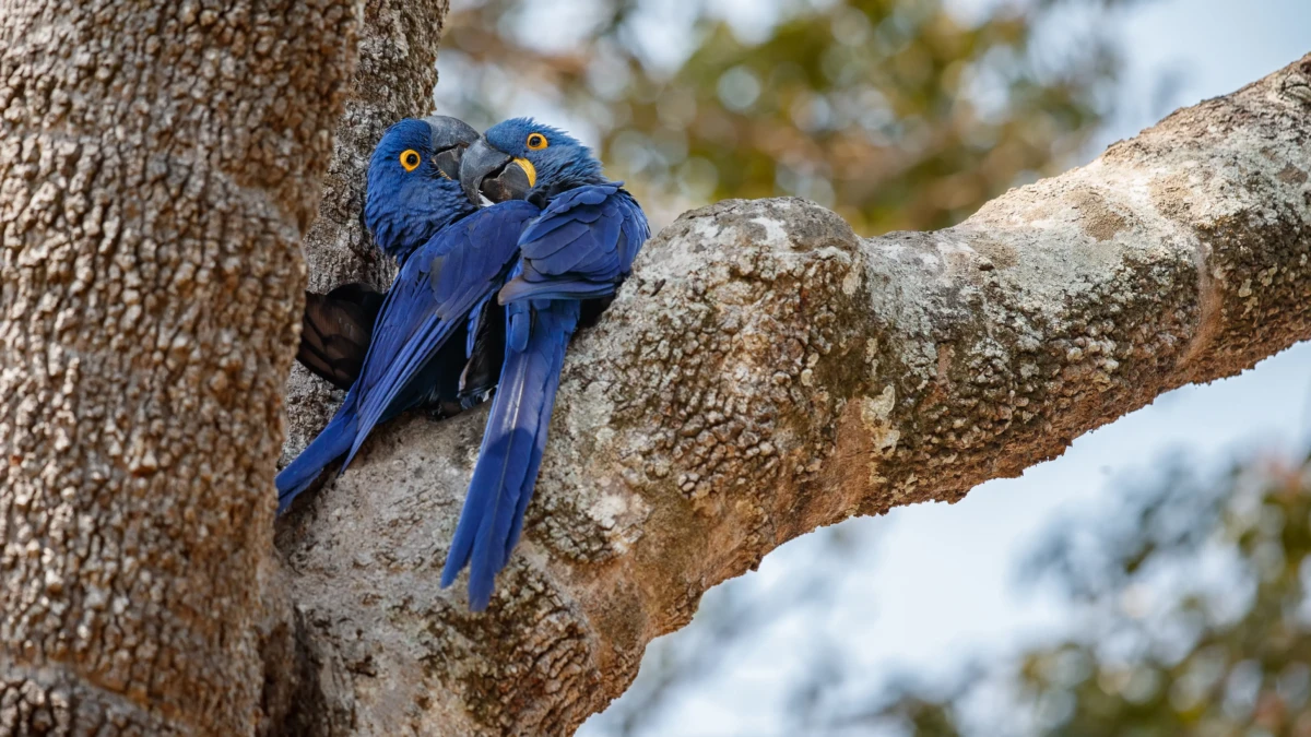‘Casal de arara azul é R$ 8 mil’: Tráfico de animais pela internet atrai goianos com negócios de até R$ 20 mil