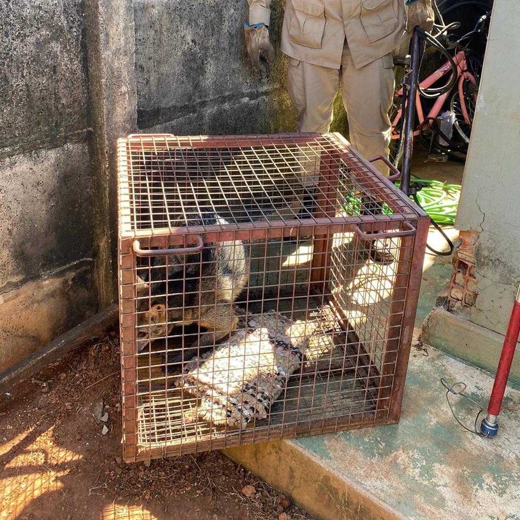 Corpo de Bombeiros de Goianésia fazem resgate de animal silvestre no Dona Fiíca