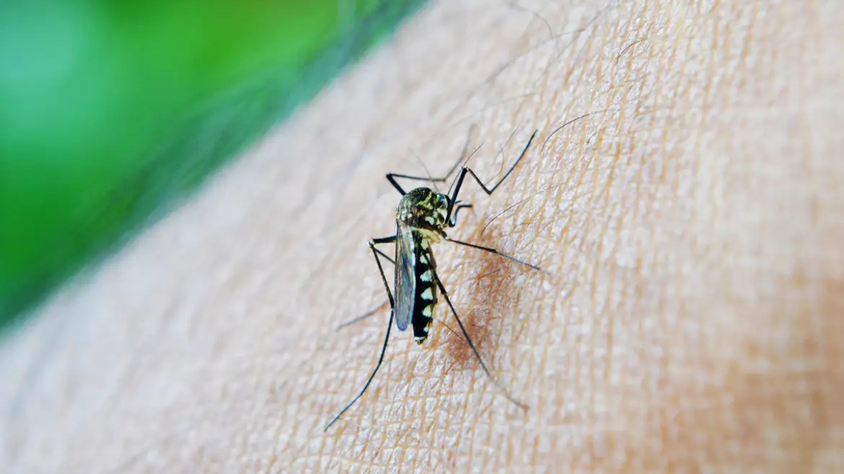 Goiânia registra quase 3 mil casos de dengue em 7 semanas
