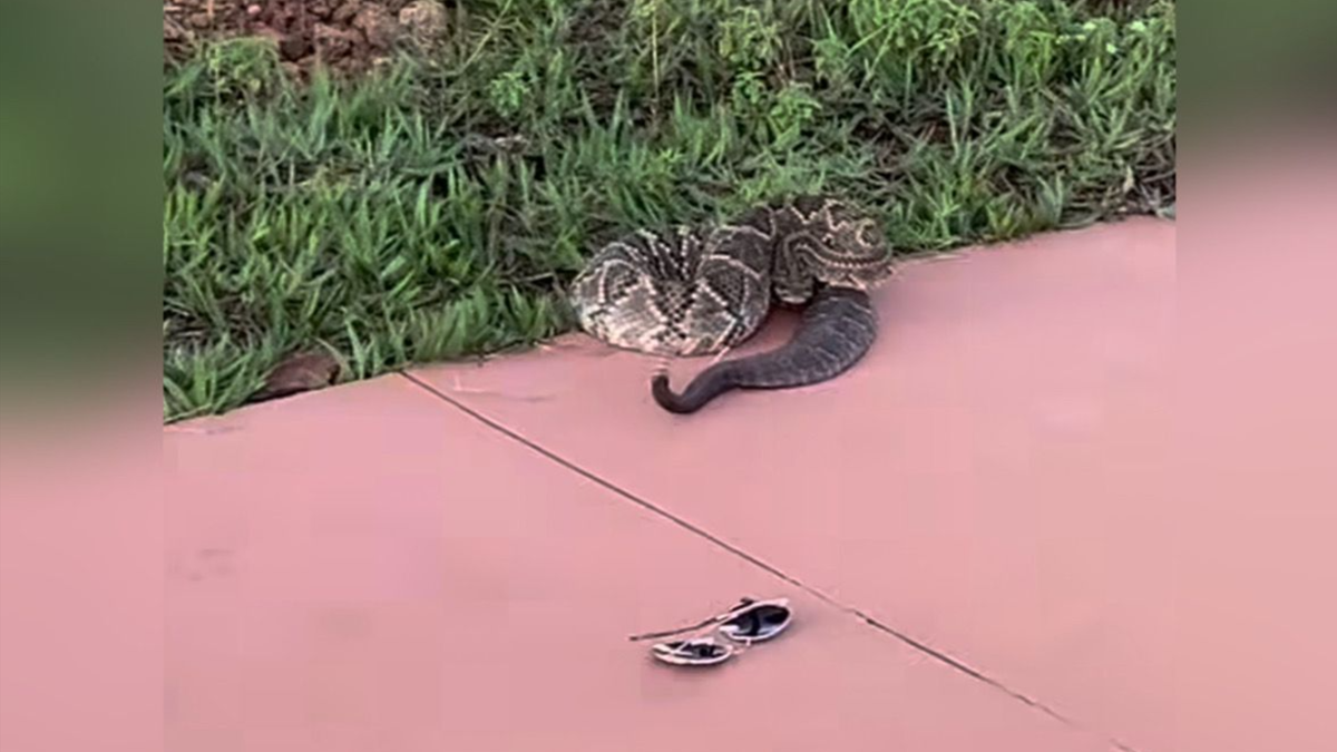 Corretora de imóveis é picada por cobra cascavel durante gravação em Anápolis