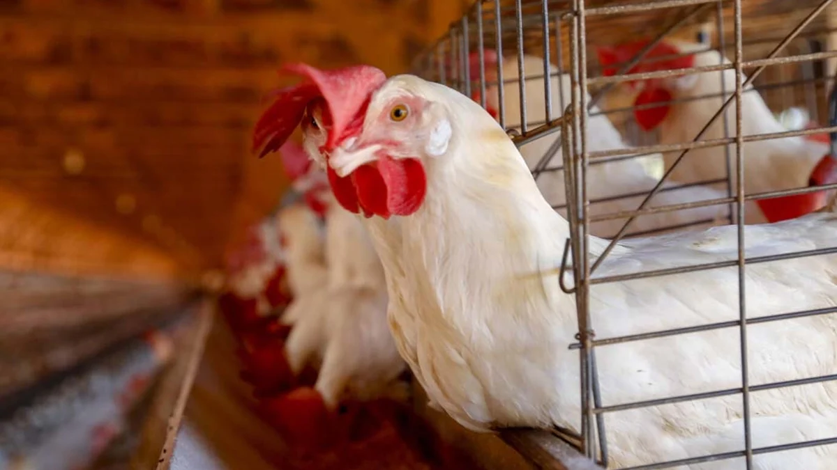 Goiás tem primeiro caso de gripe aviária confirmado