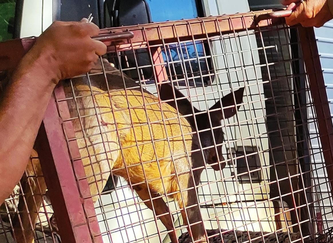 Corpo de Bombeiros realiza captura de um animal silvestre no residencial Paulo Dias