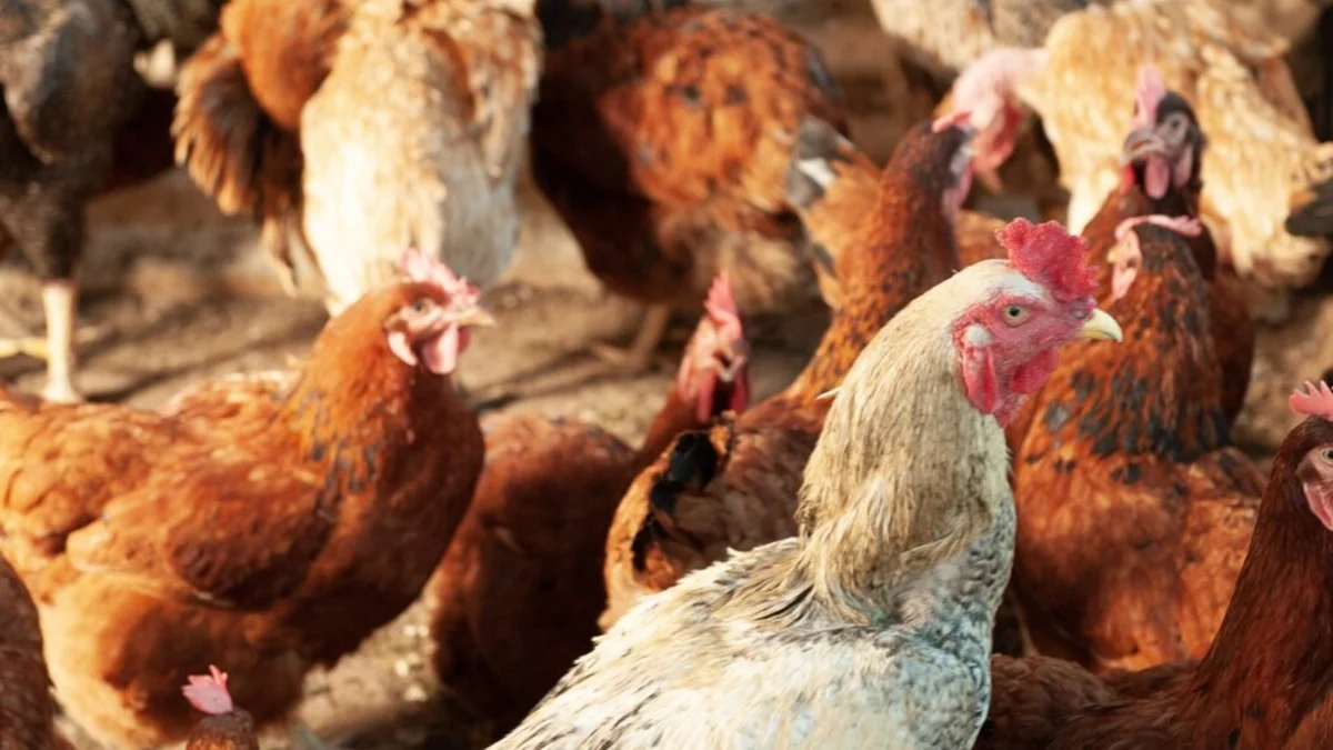 Investigação aponta que caso suspeito em Montes Claros de Goiás não era gripe aviária