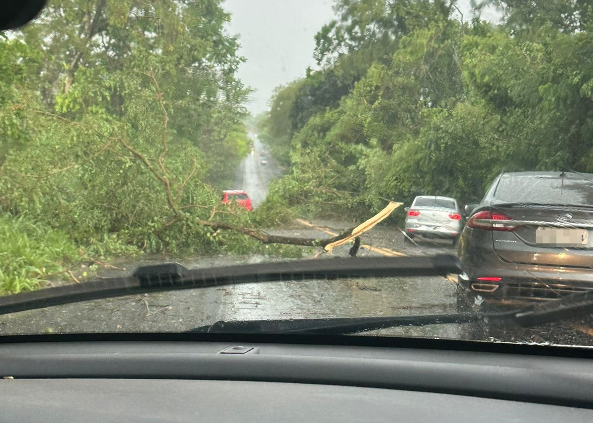 Árvores caídas entre Goianésia e Jaraguá exige atenção de motoristas que trafegam no local