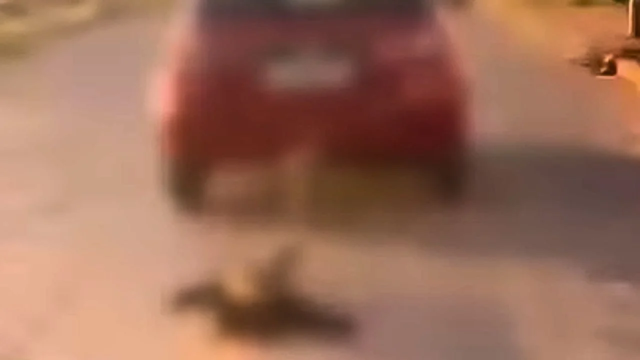 Vídeo mostra cachorro sendo arrastado por carro dirigido por idoso de 76 anos na Grande Goiânia
