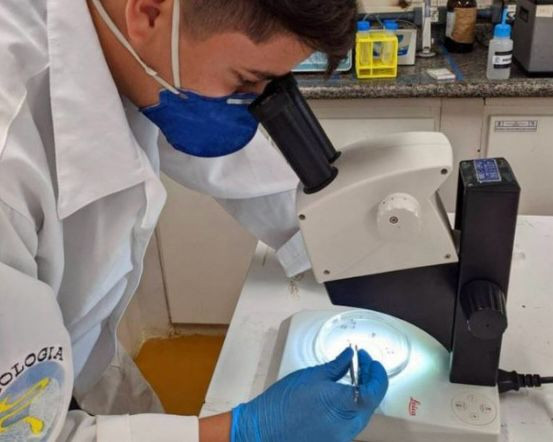 Pesquisadores encontram em Goiânia ovos de Aedes aegypti já infectados por zika e chikungunya