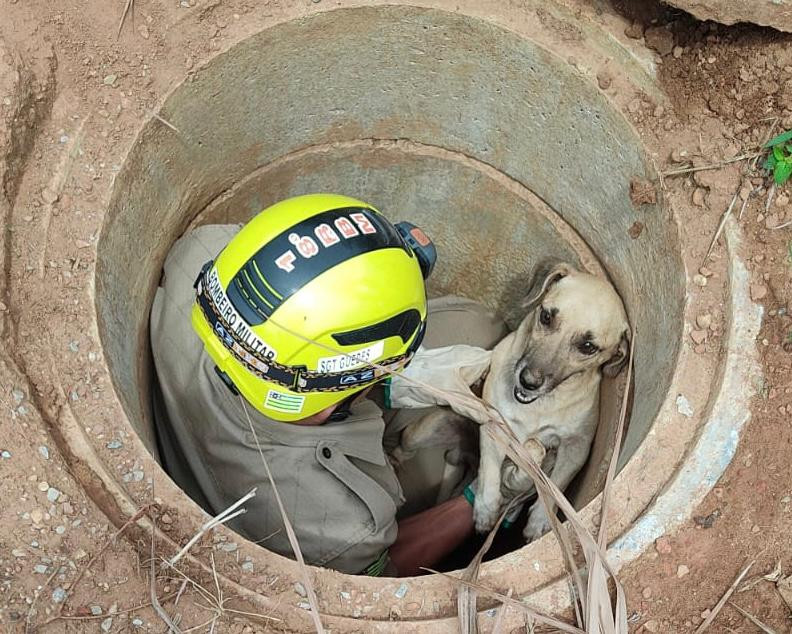 Cachorro é socorrido pelos bombeiros depois de cair em bueiro de dois metros de profundidade