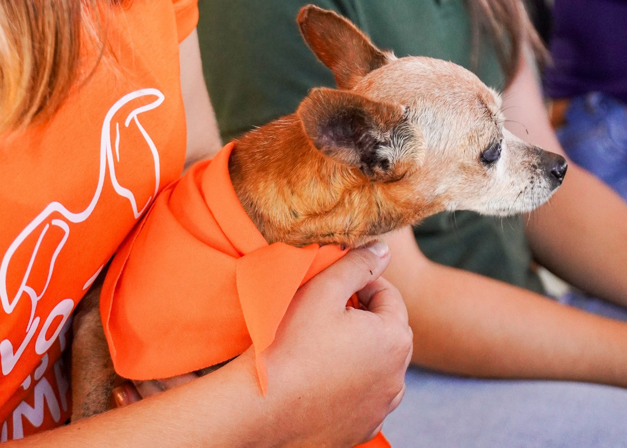 Prefeitura de Goianésia lança campanha Abril Laranja para proteção dos animais