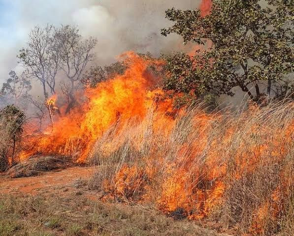 Decreto suspende o uso de foto em vegetação no estado de Goiás