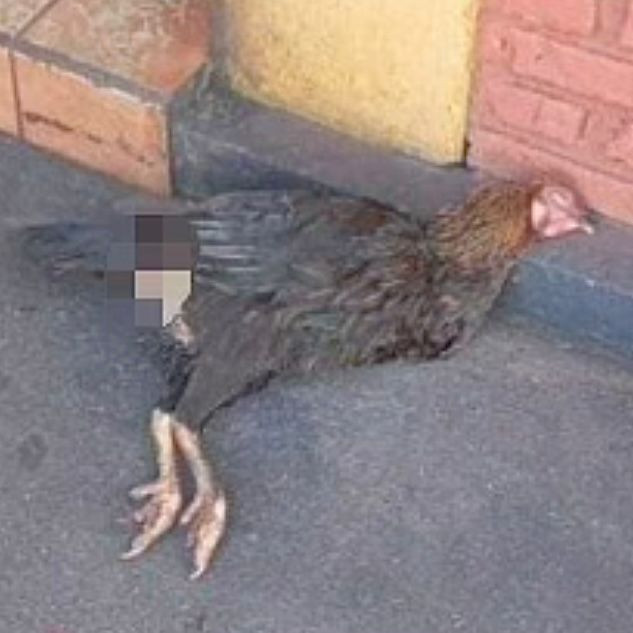 Galinha morre depois de ter sido abusada sexualmente em Santa Helena de Goiás