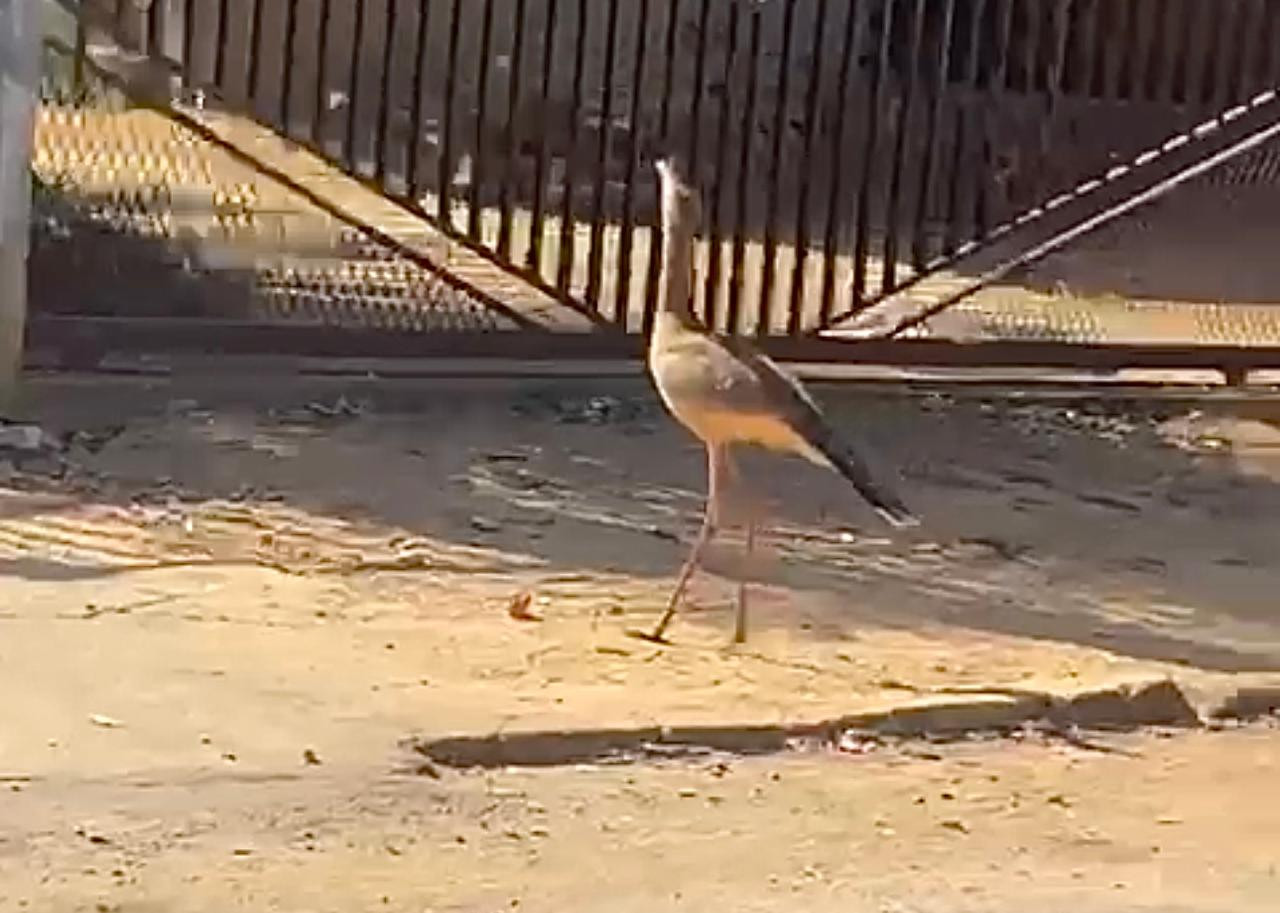 Seriema é flagrada por morador no bairro Nossa Senhora da Penha em Goianésia