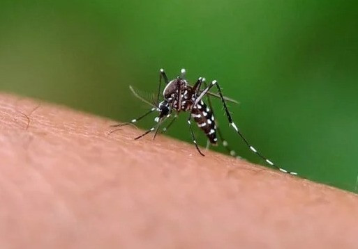 Governo de Goiás decreta situação de emergência por causa da alta da dengue