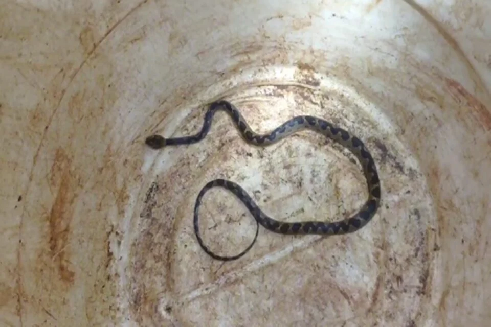 Família viaja mil km e descobre serpente dentro de carro em Jataí