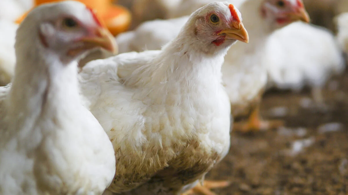 Susto com gripe aviária não afetou consumo de frango e ovos em Goiás, aponta Ifag