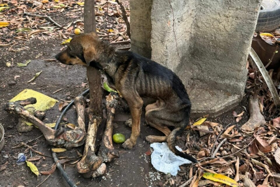 Polícia resgata cachorro desnutrido e vítima de maus-tratos em Aruanã