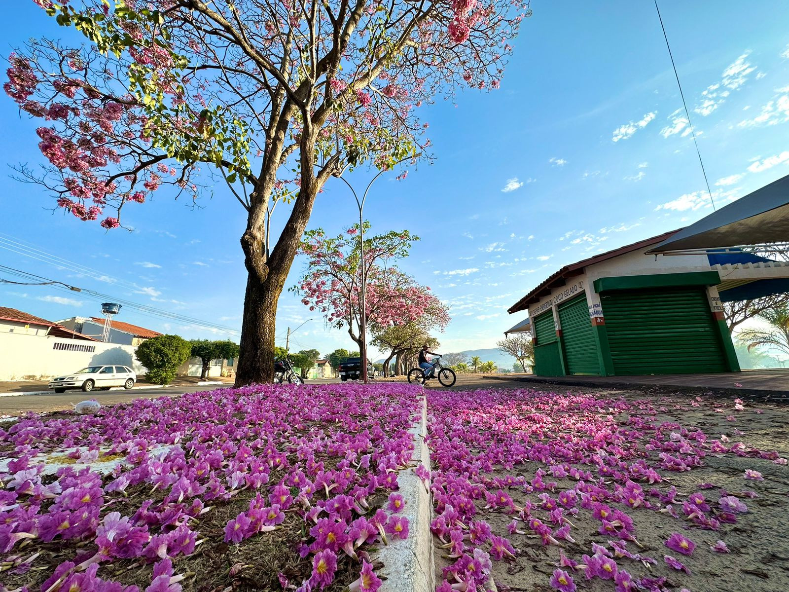 Florada dos ipês transforma em colorido a paisagem urbana de Goianésia